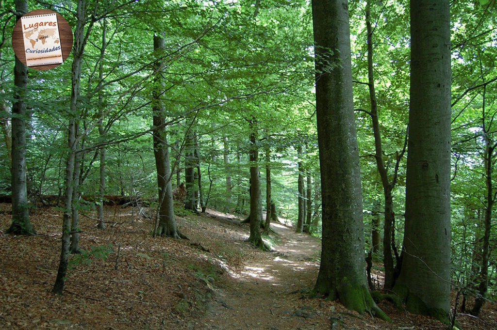 road trip selva negra