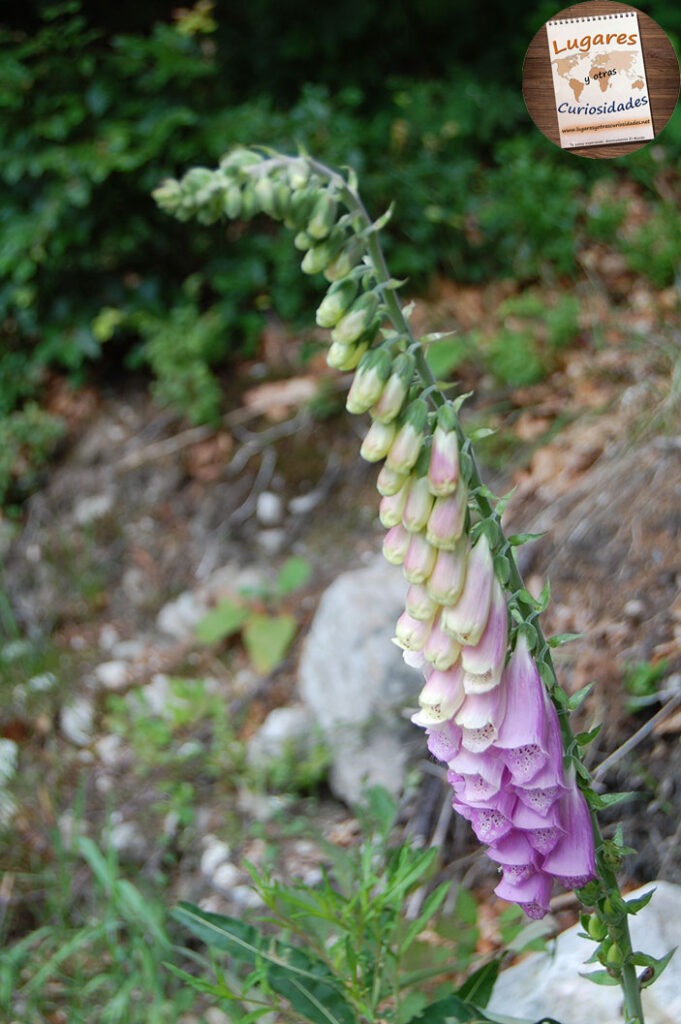 road trip selva negra