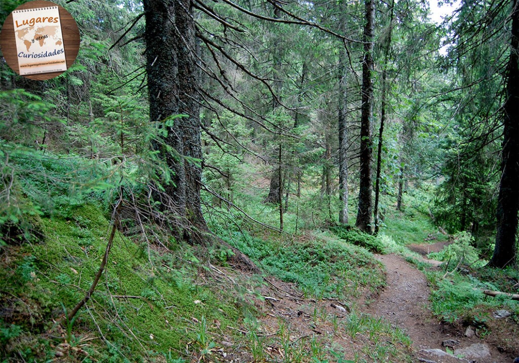 road trip selva negra