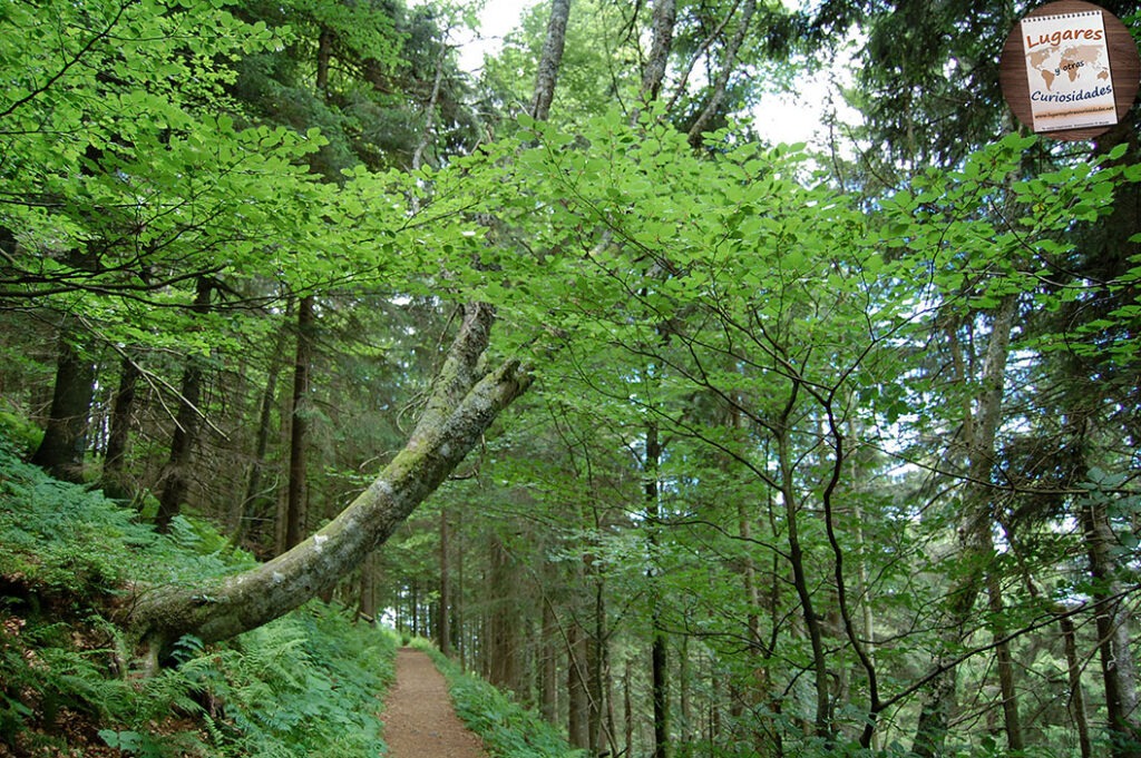 road trip selva negra