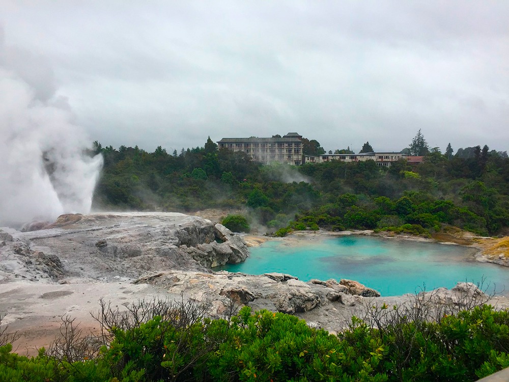 Rotura nueza zelanda