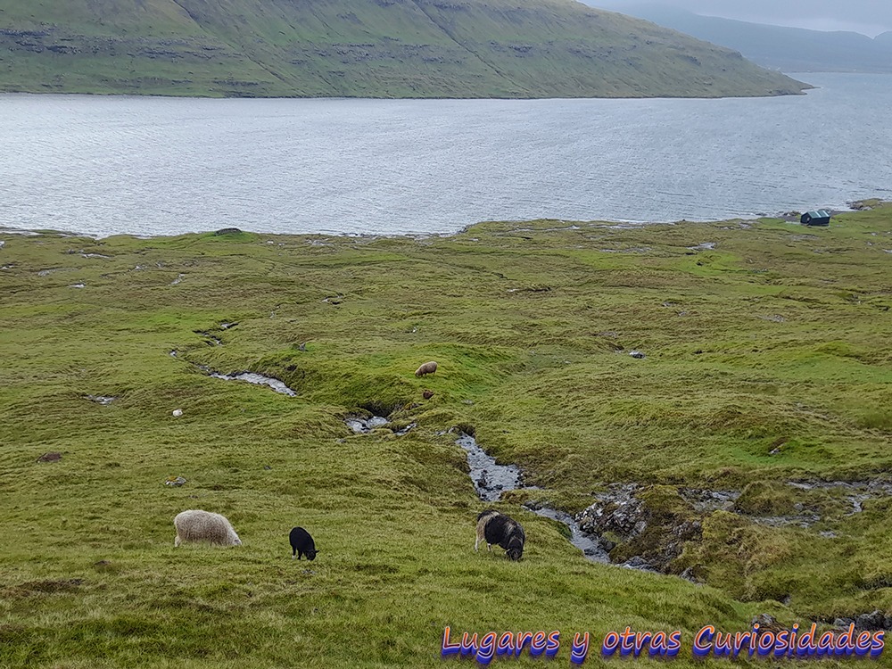 Traelanipan islas Feroe