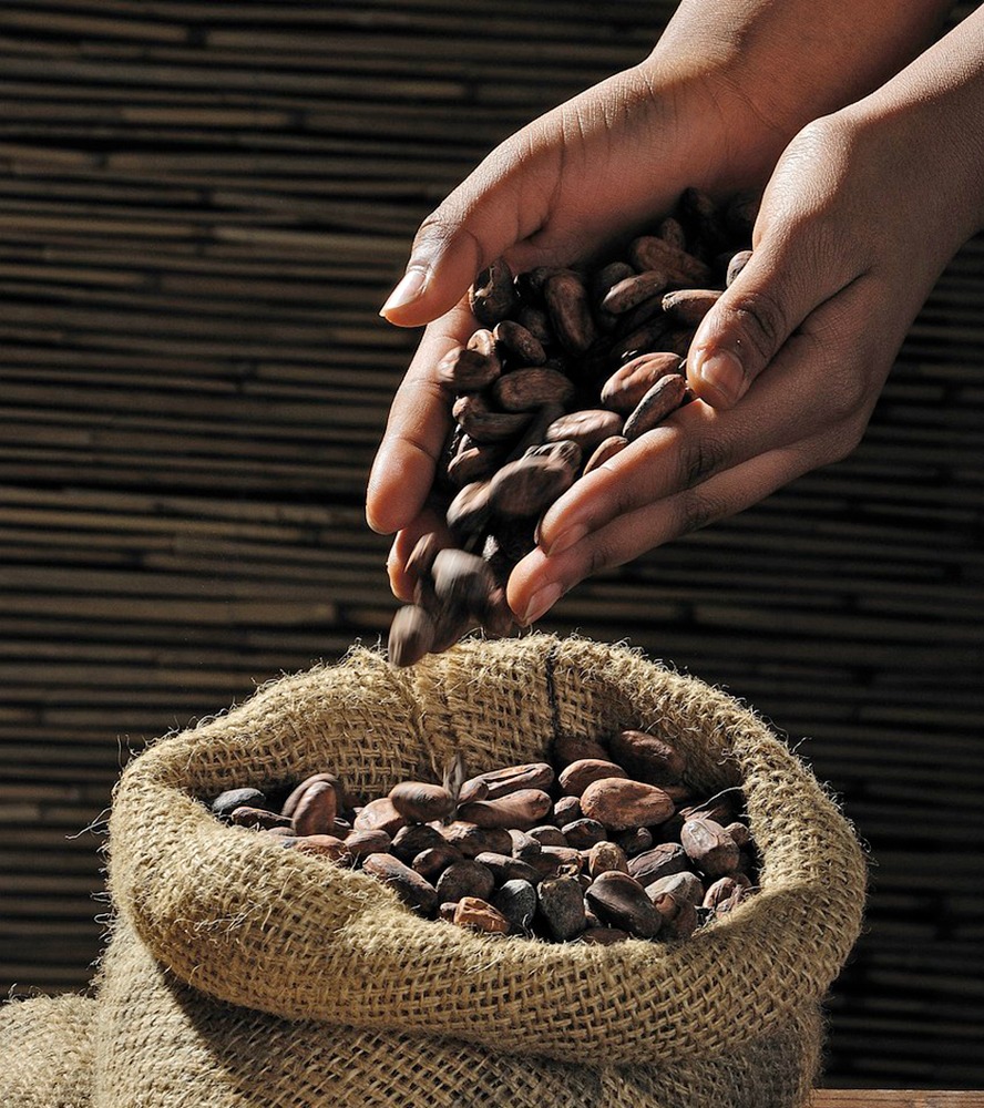 cacao