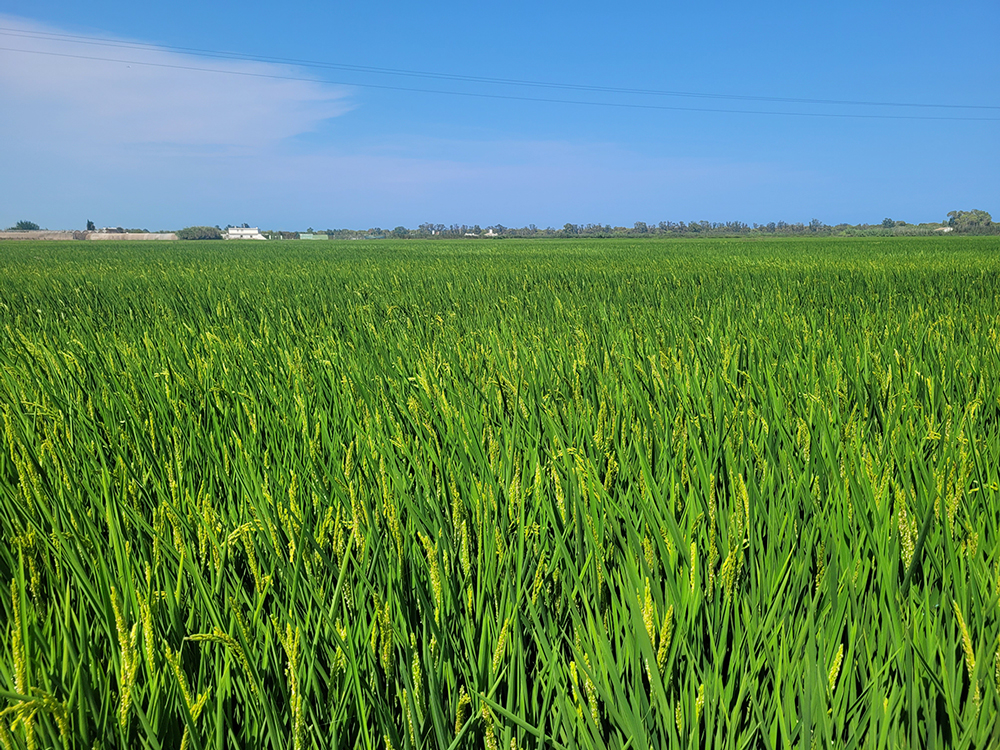 Campos de arroz de la Albufera