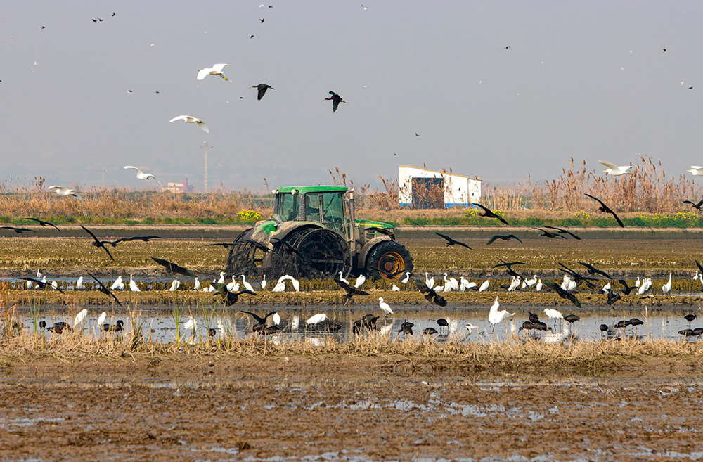 Aves en la Albufera