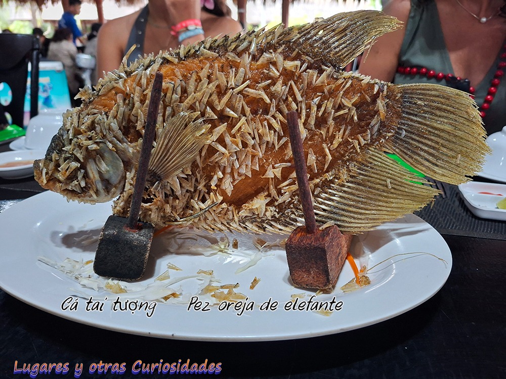 Pez oreja de elefante