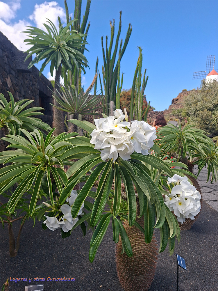 Jardín de Cactus Lanzarote